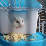 Meilleure Cage hamster - Jaimecomparer