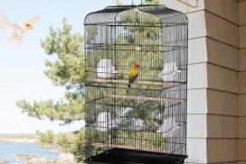 Meilleure Cage oiseaux - Jaimecomparer