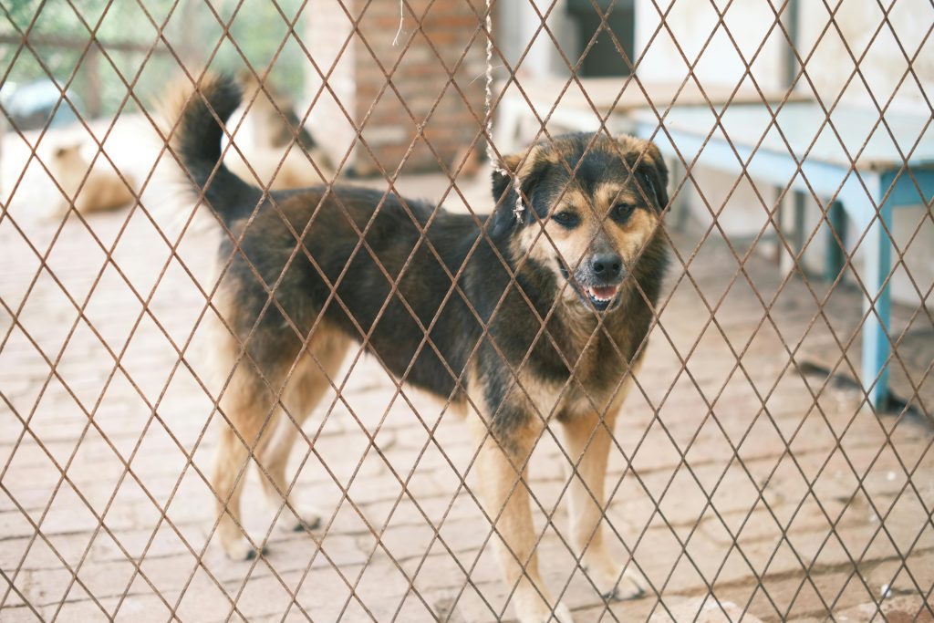 Adoption en refuge ou élevage