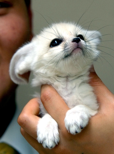 Animaux