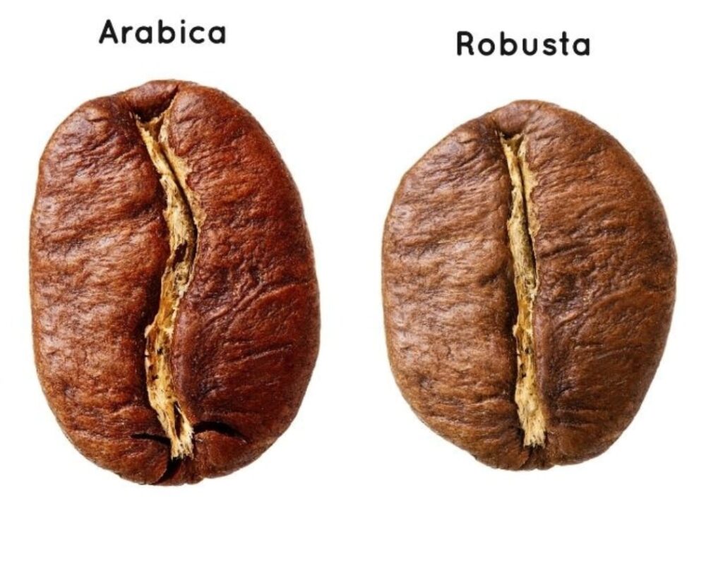 Café arabica vs robusta