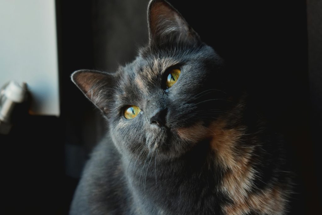 Chat d'intérieur ou chat d'extérieur