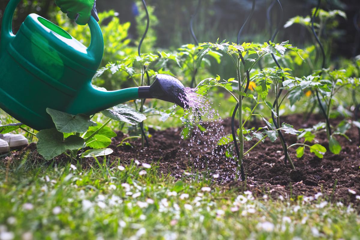 Choisir le bon arrosoir pour un potager maison