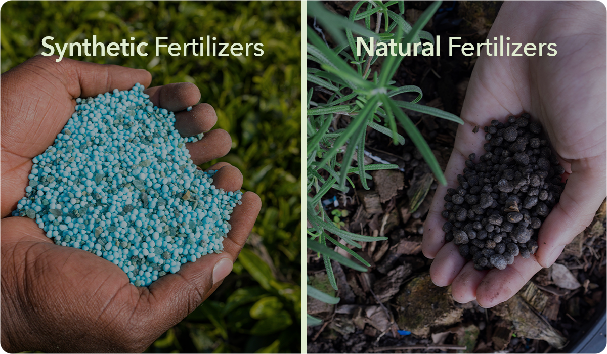 Engrais liquide ou engrais granulé