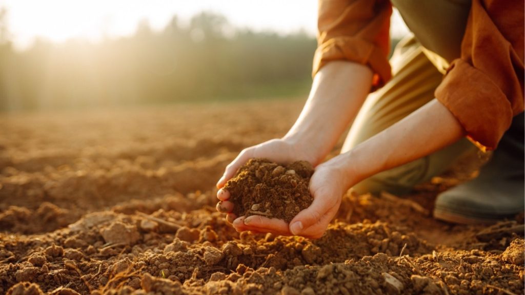 Engrais naturel vs engrais chimique