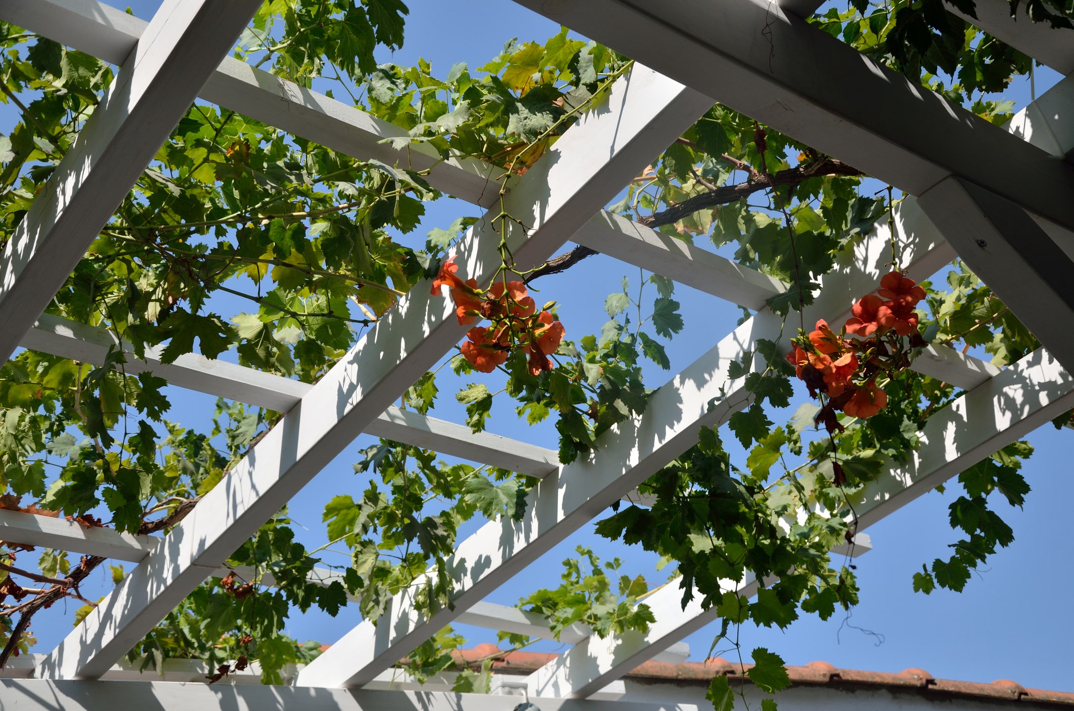 Les supports pour plantes grimpantes : idées et matériaux