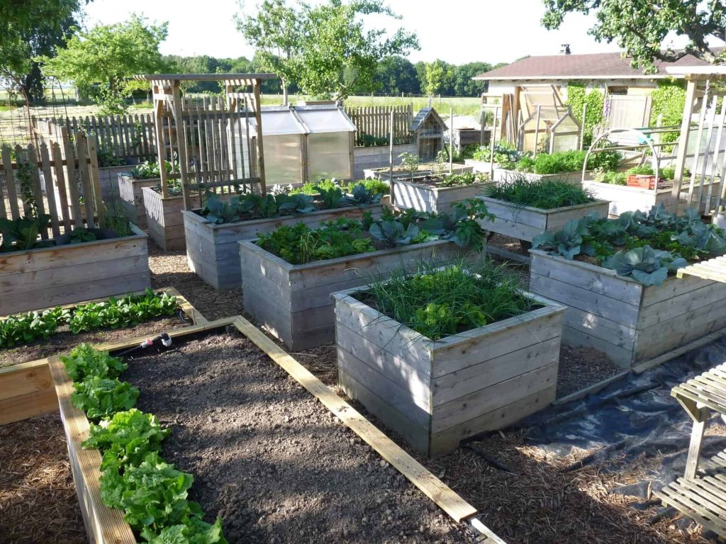 Potager en pleine terre vs carré potager