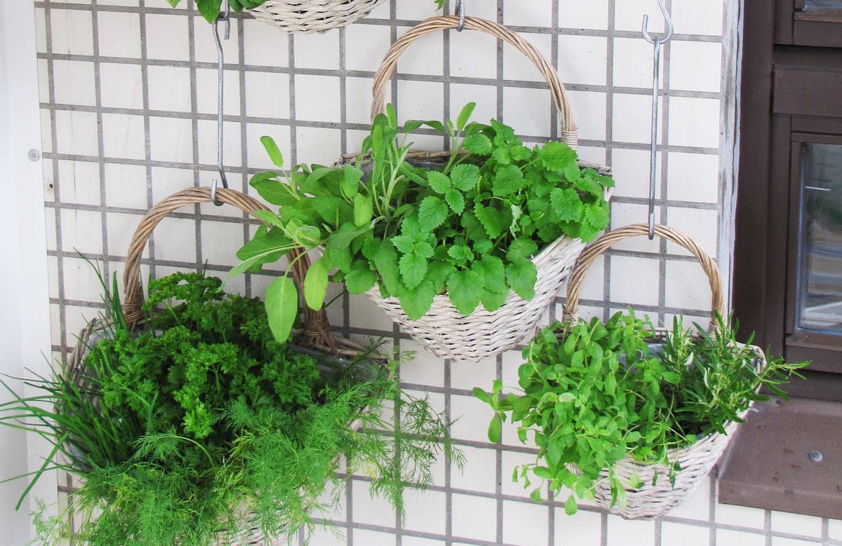 Potager vertical ou potager classique