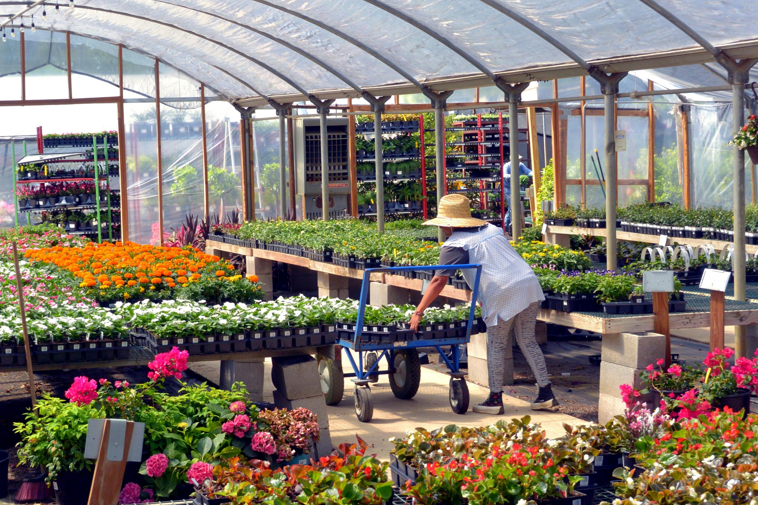 Serre chauffée ou non chauffée