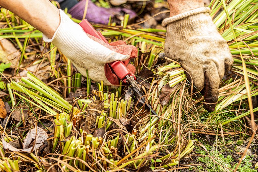 Taille printanière ou taille automnale
