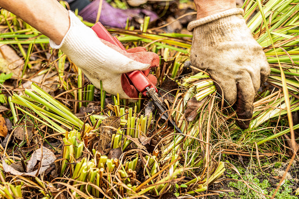 Taille printanière ou taille automnale