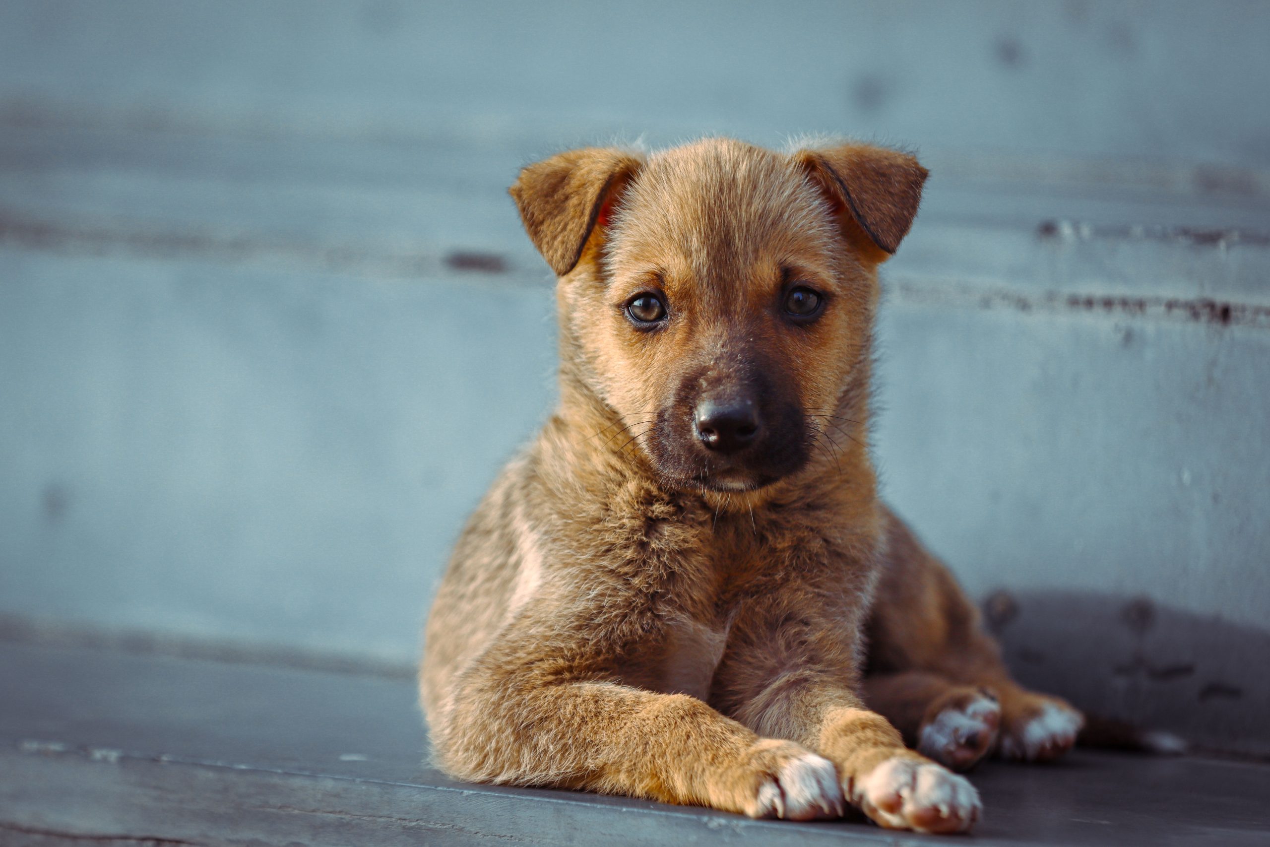 Adopter un chiot ou un chien adulte