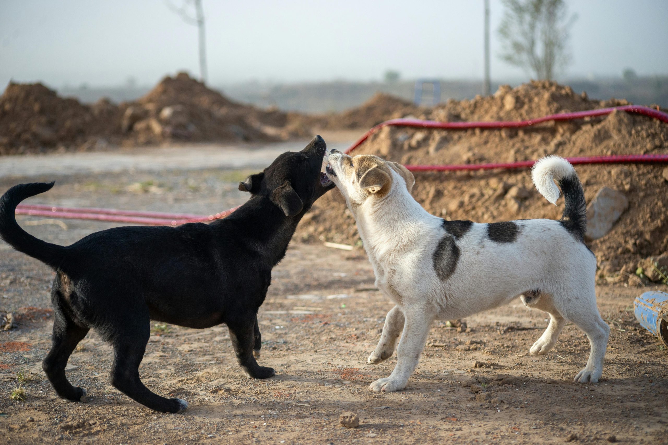 Animal de race vs animal croisé