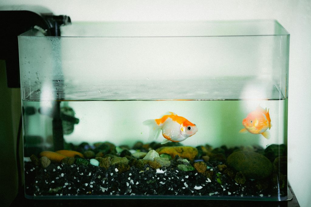 Aquarium avec filtre contre aquarium sans filtre