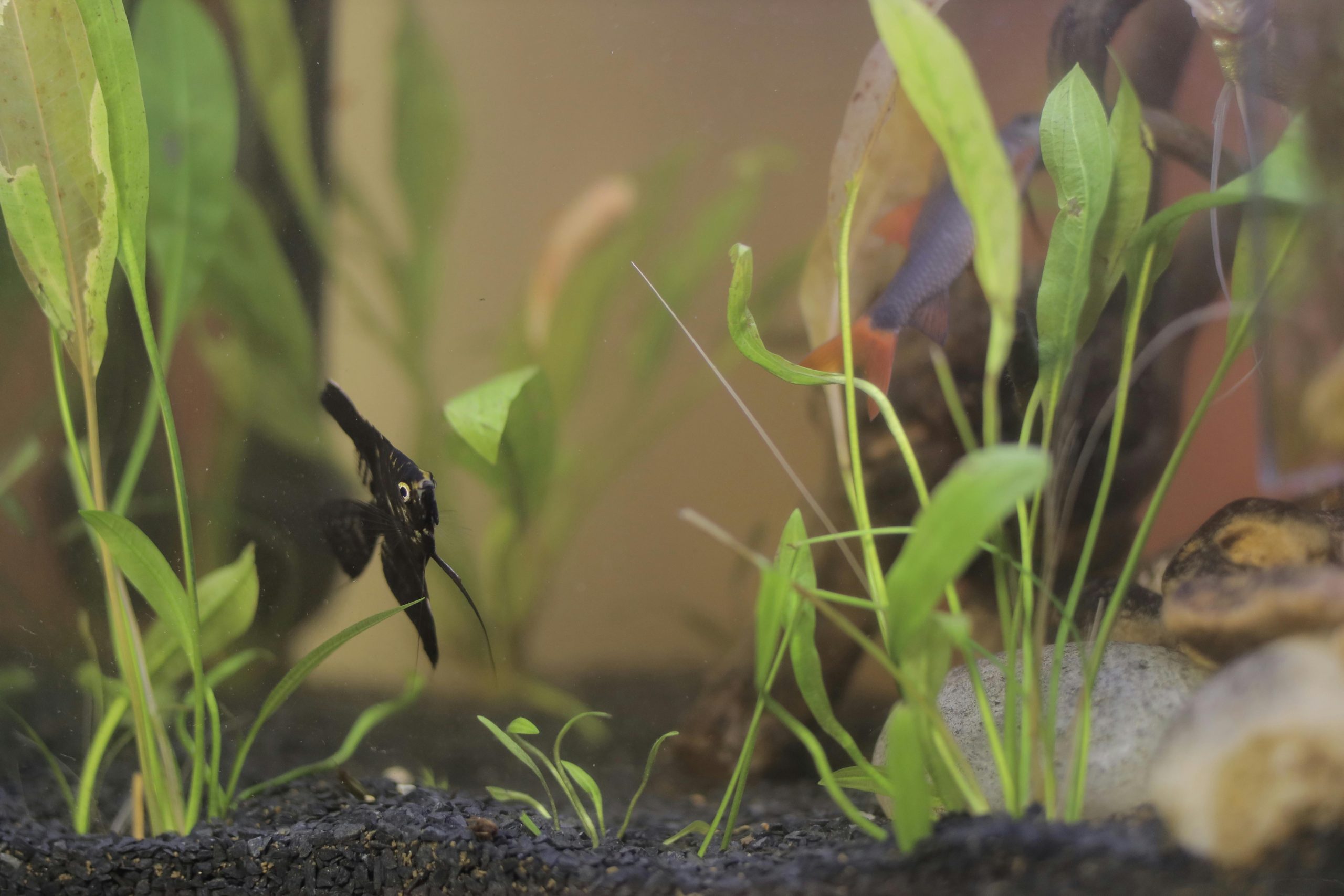 Aquarium planté ou aquarium minimaliste