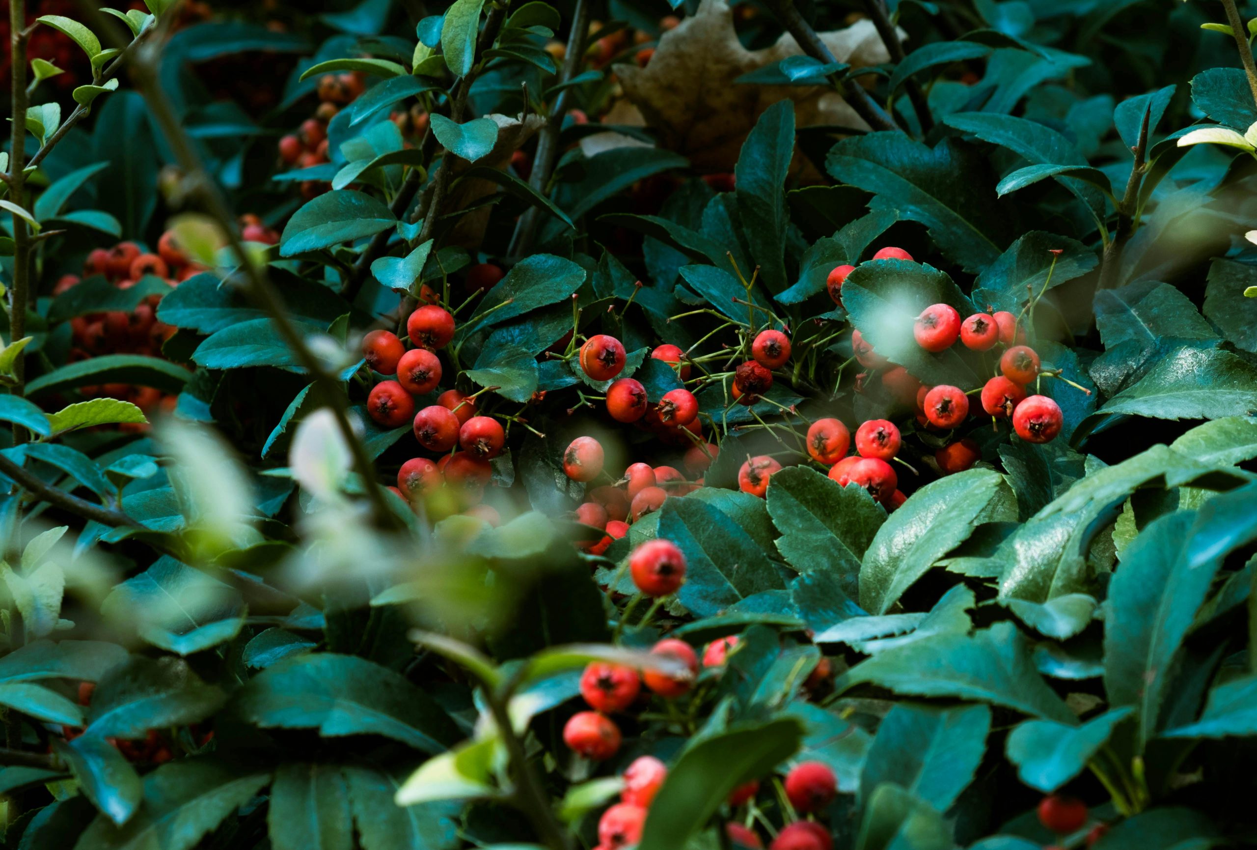 Arbres fruitiers ou arbustes