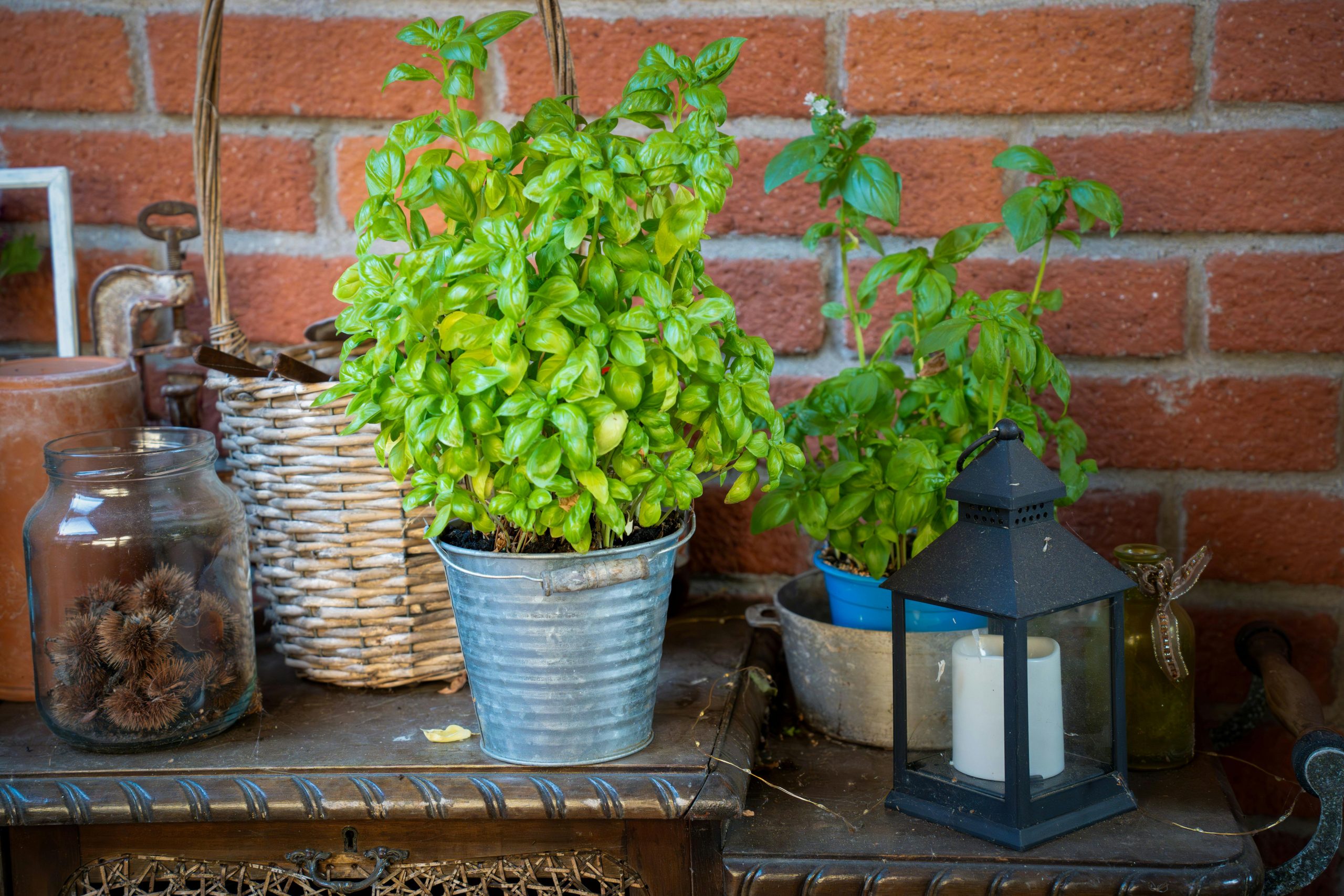 Aromates en pot ou en pleine terre