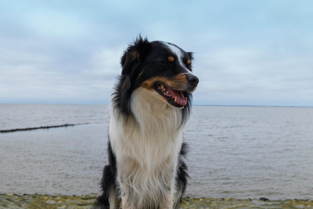 Berger australien vs border collie