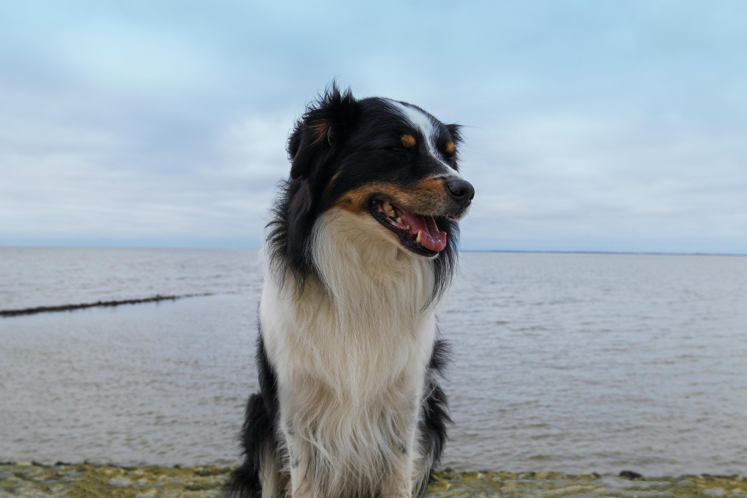 Berger australien vs border collie