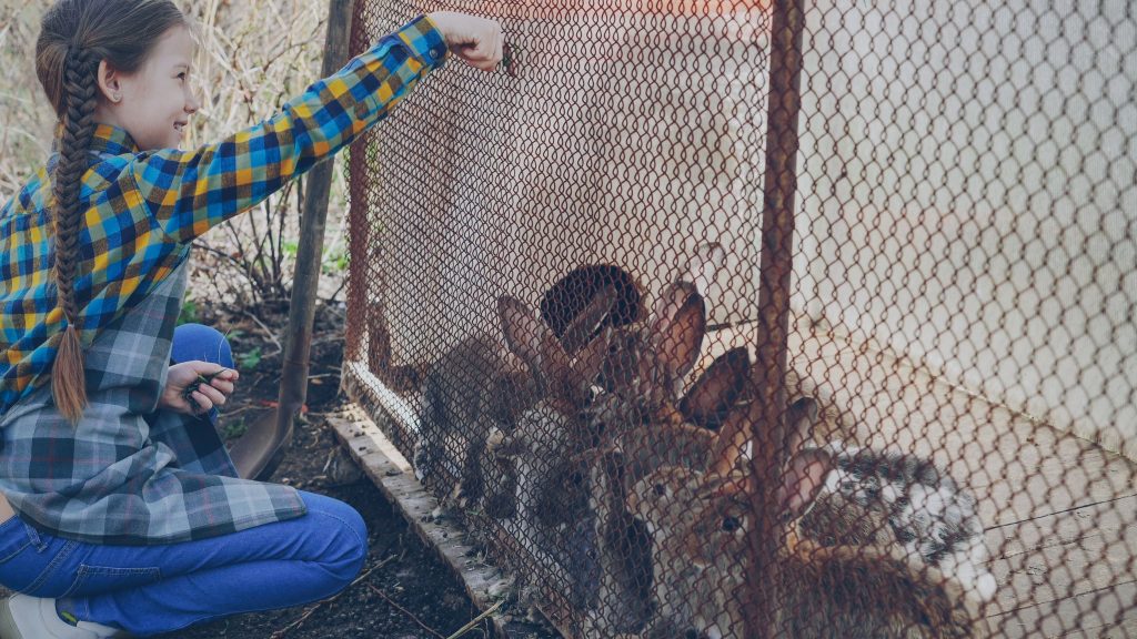 Cage ou enclos pour lapin