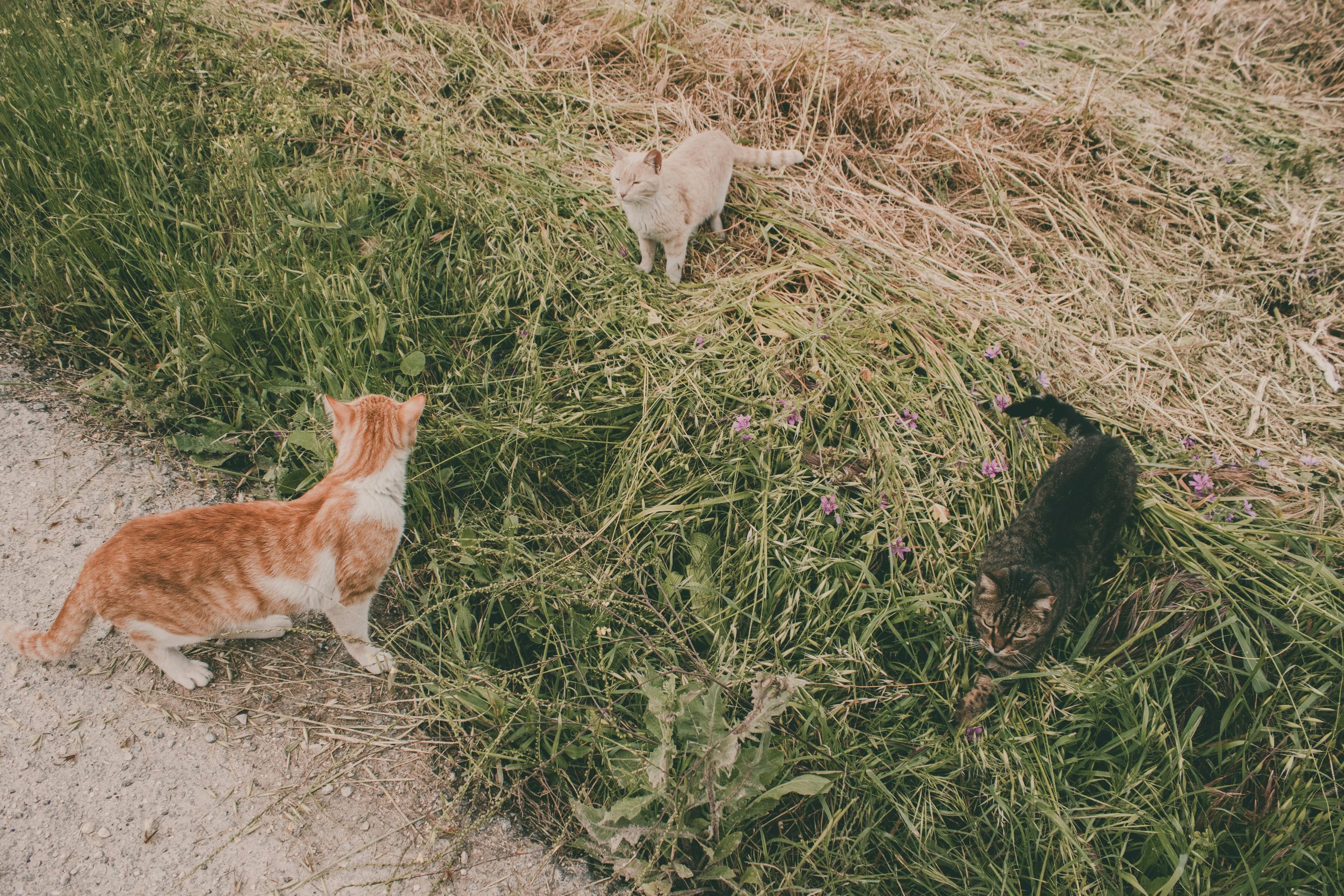 Chat actif ou chat calme
