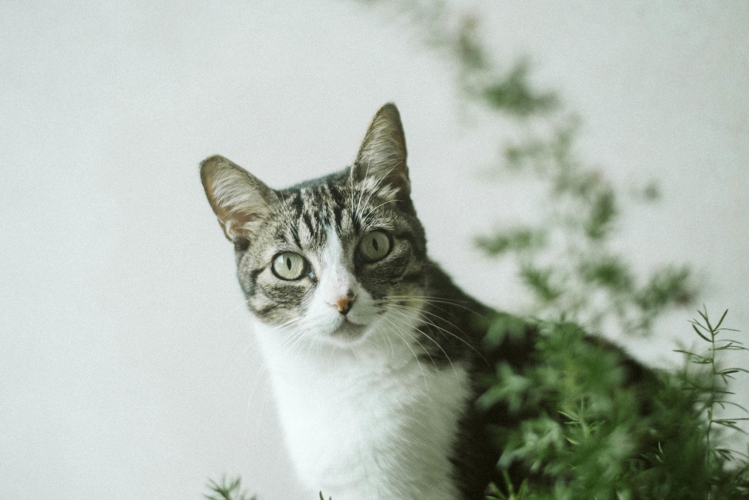 Chat d'appartement ou chat de jardin