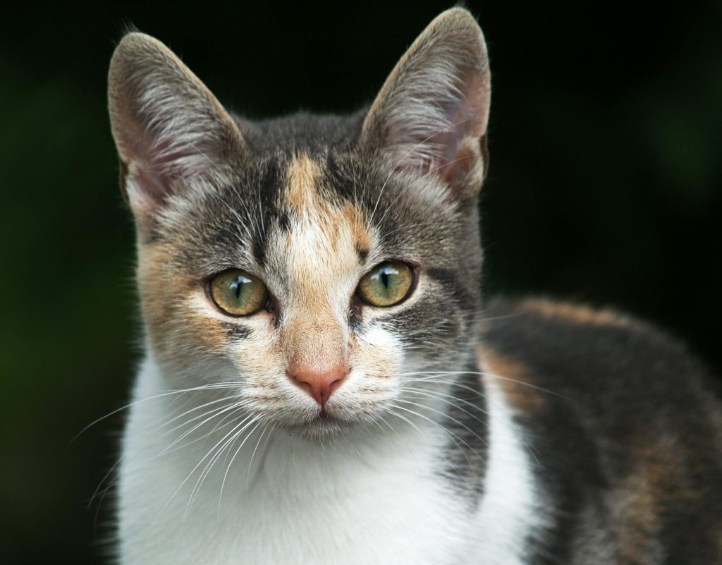 Chat de race vs chat européen