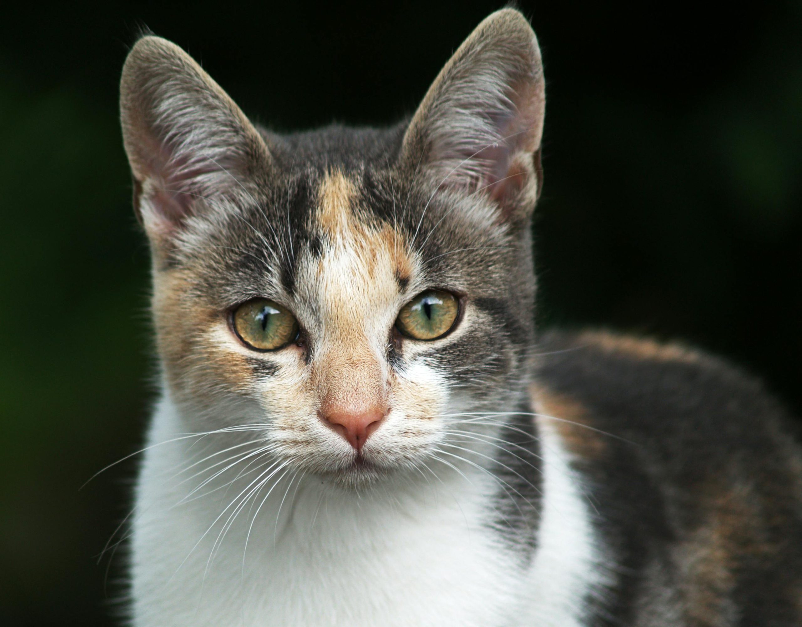 Chat de race vs chat européen