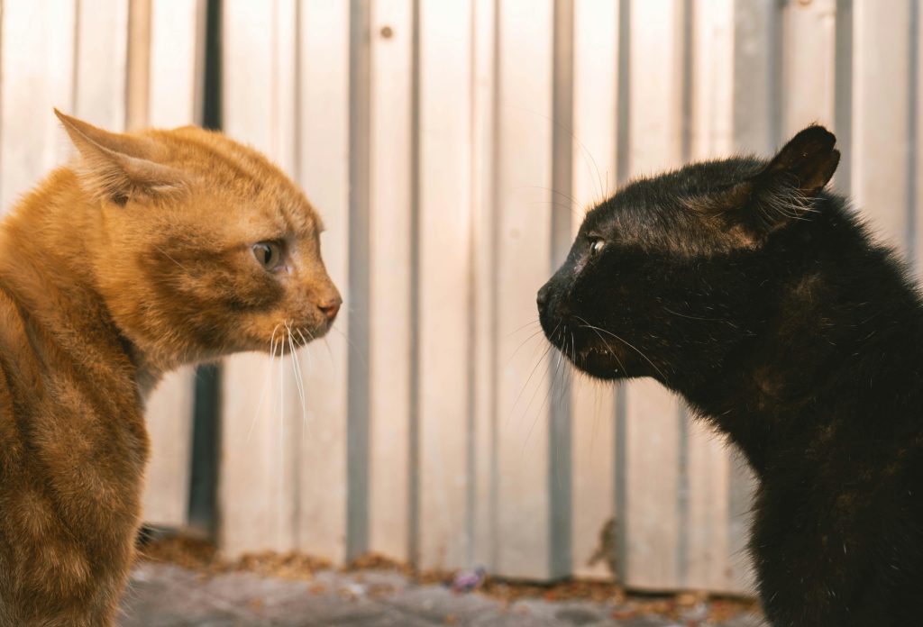 Chat d'intérieur face à chat avec accès extérieur