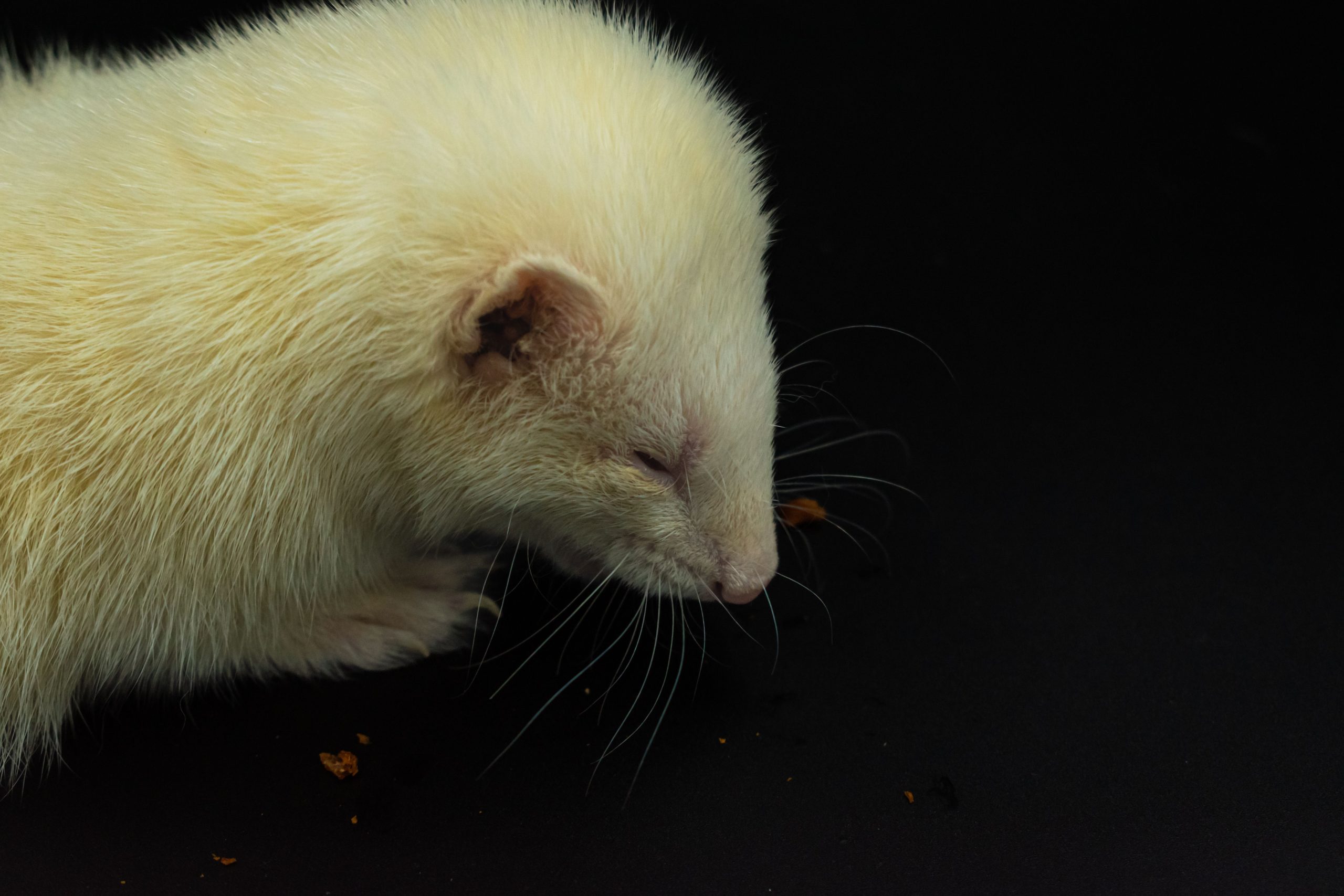 Chat ou furet