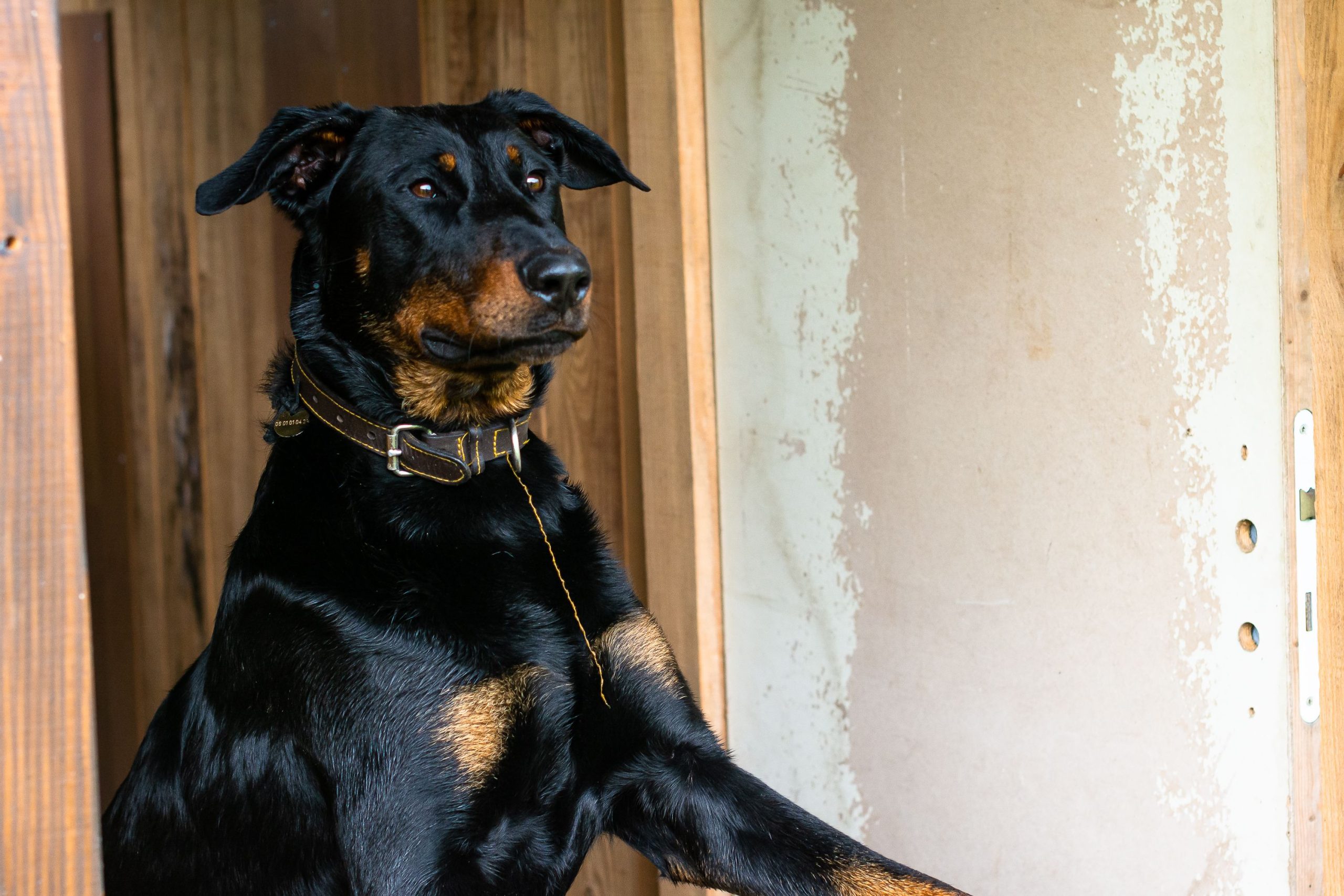 Chien de garde ou chien de compagnie