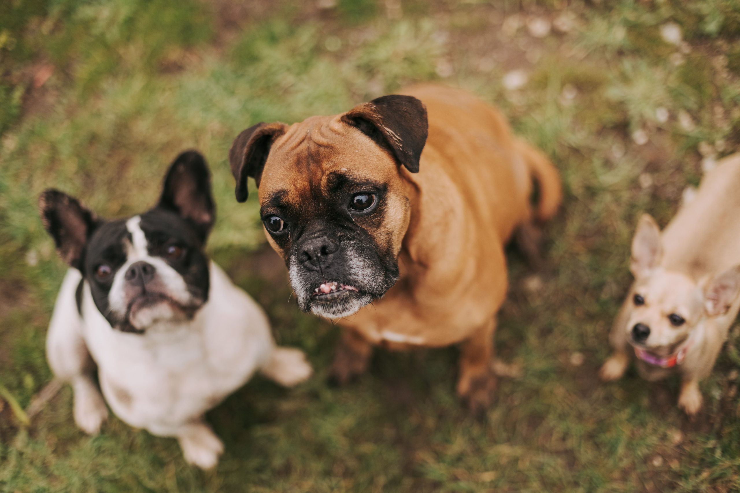 Chien de petite taille vs grand chien