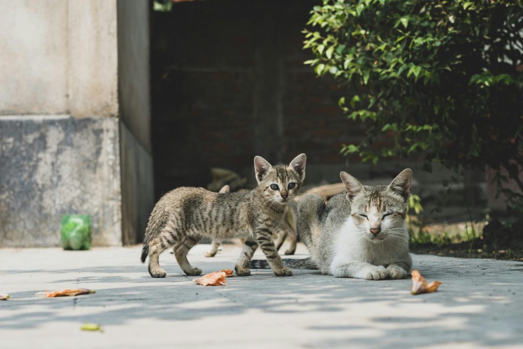 Comparatif chaton et chat adulte