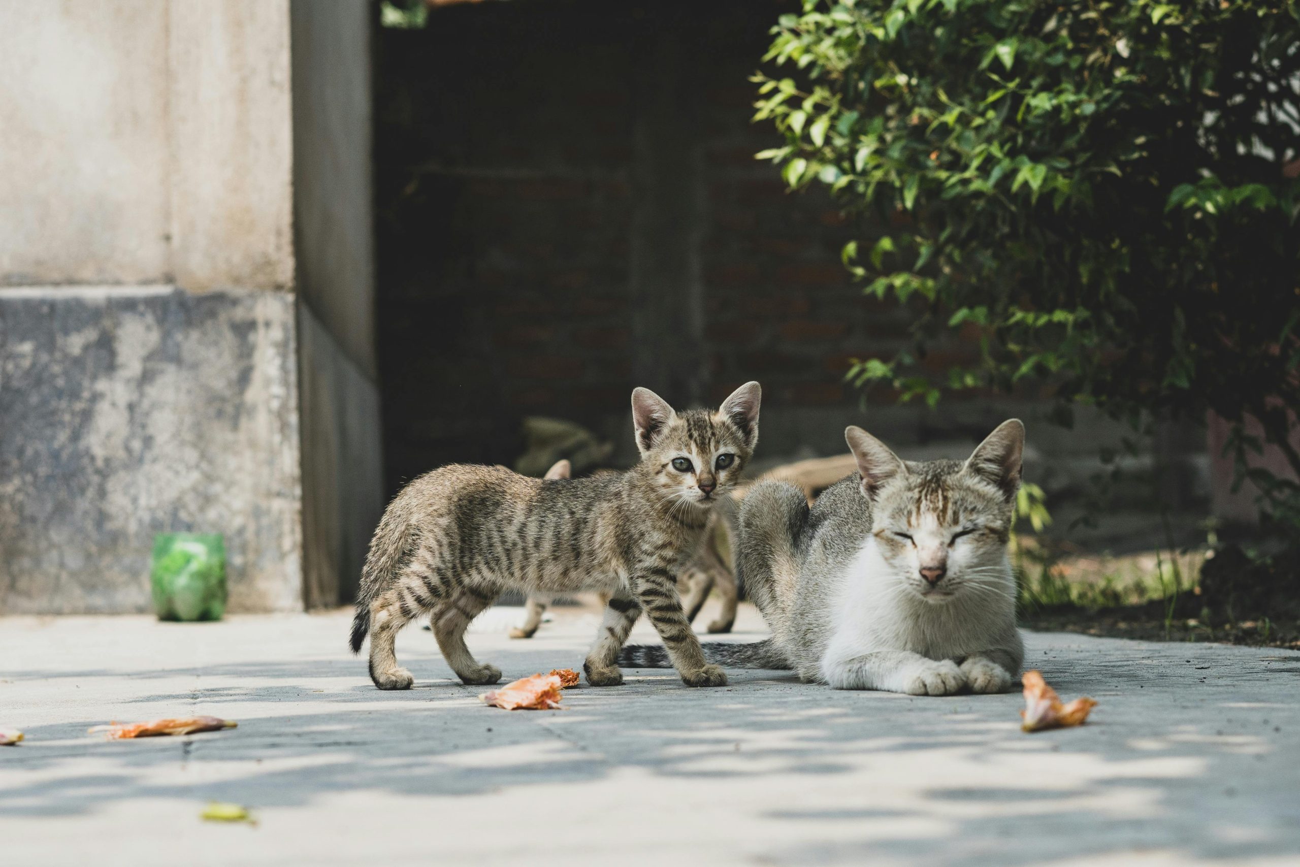 Comparatif chaton et chat adulte