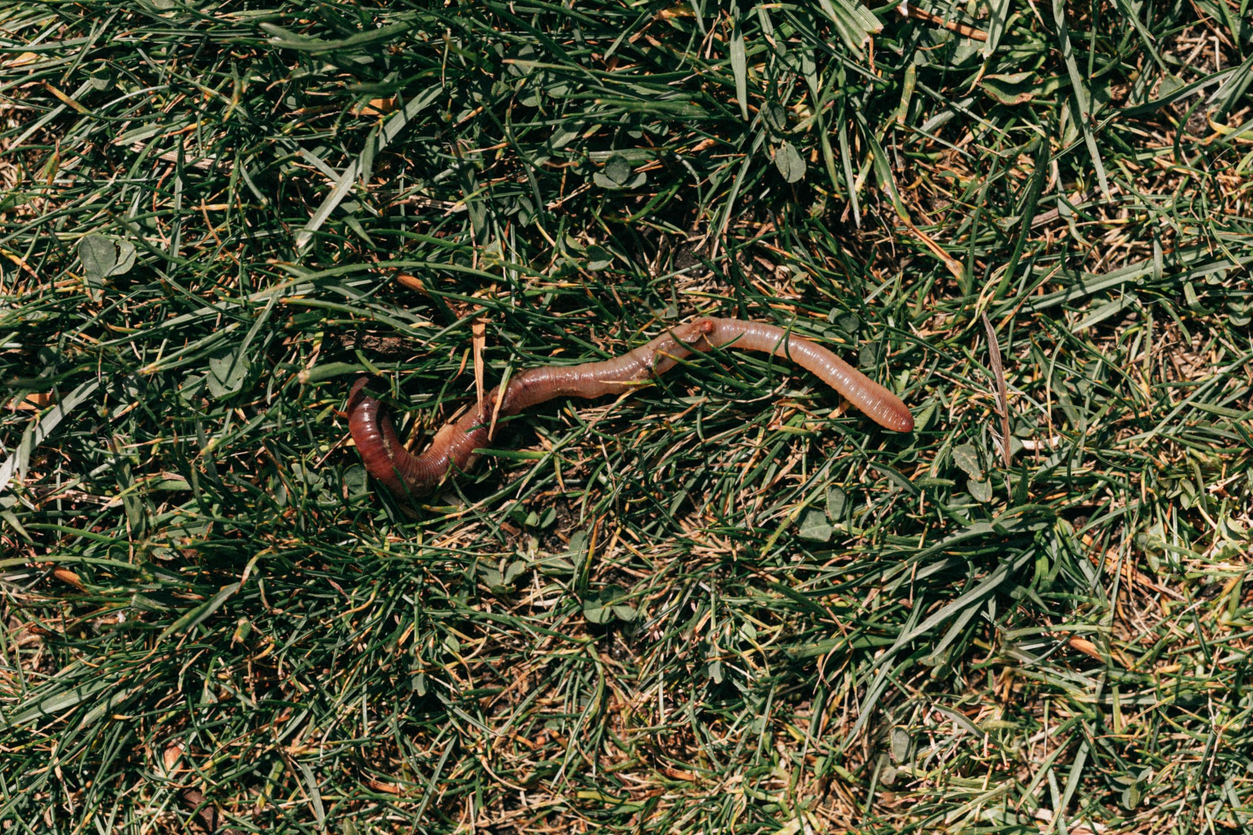 Comparatif compost et lombricompost