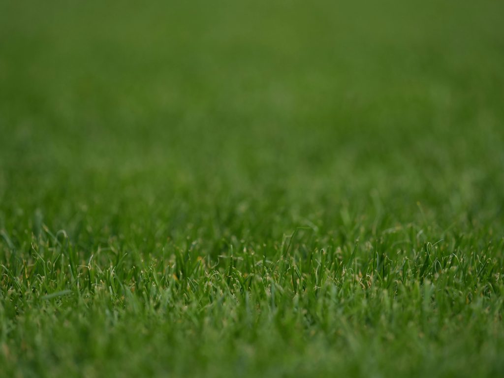 Comparatif gazon naturel et prairie fleurie