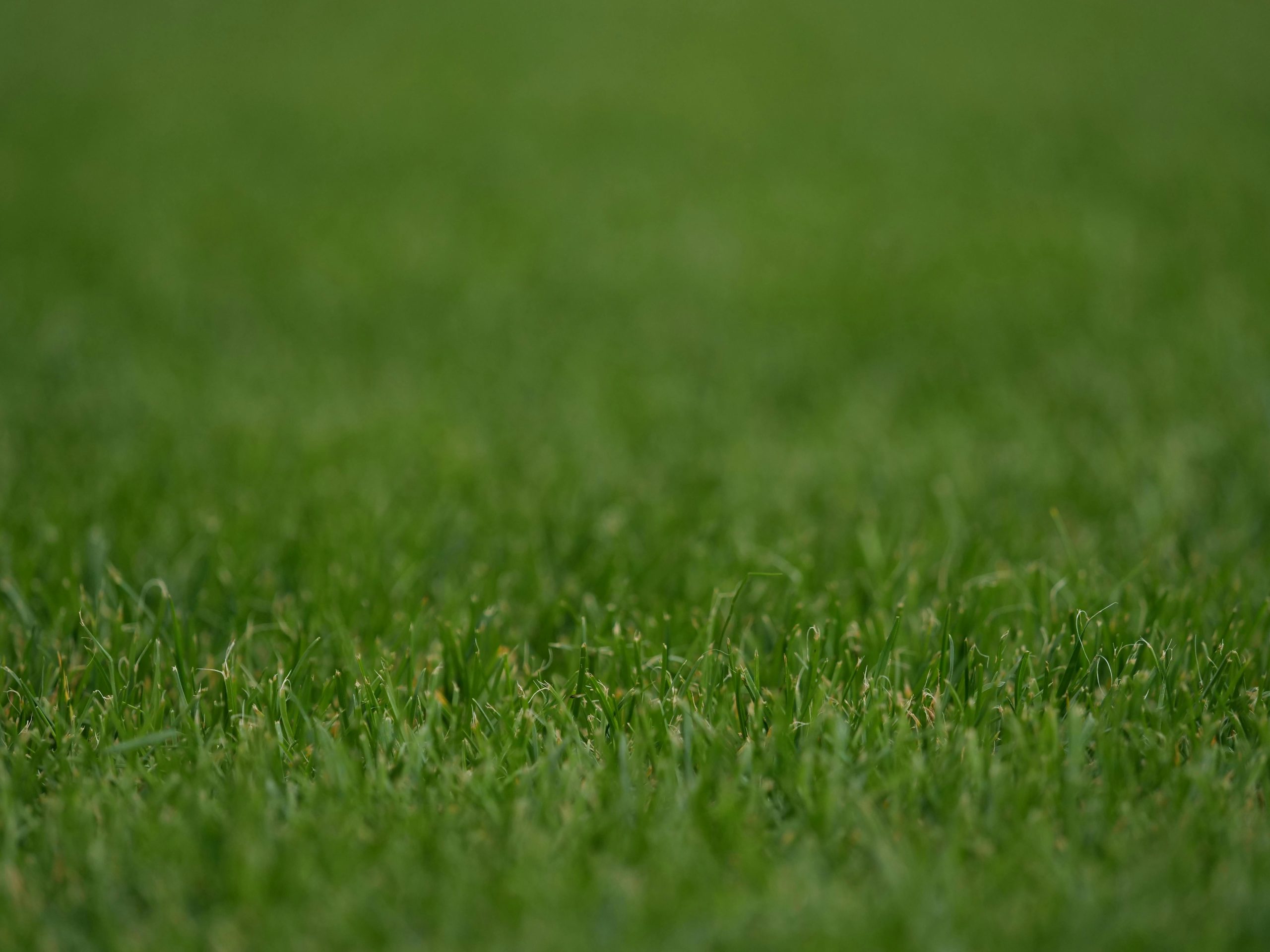 Comparatif gazon naturel et prairie fleurie