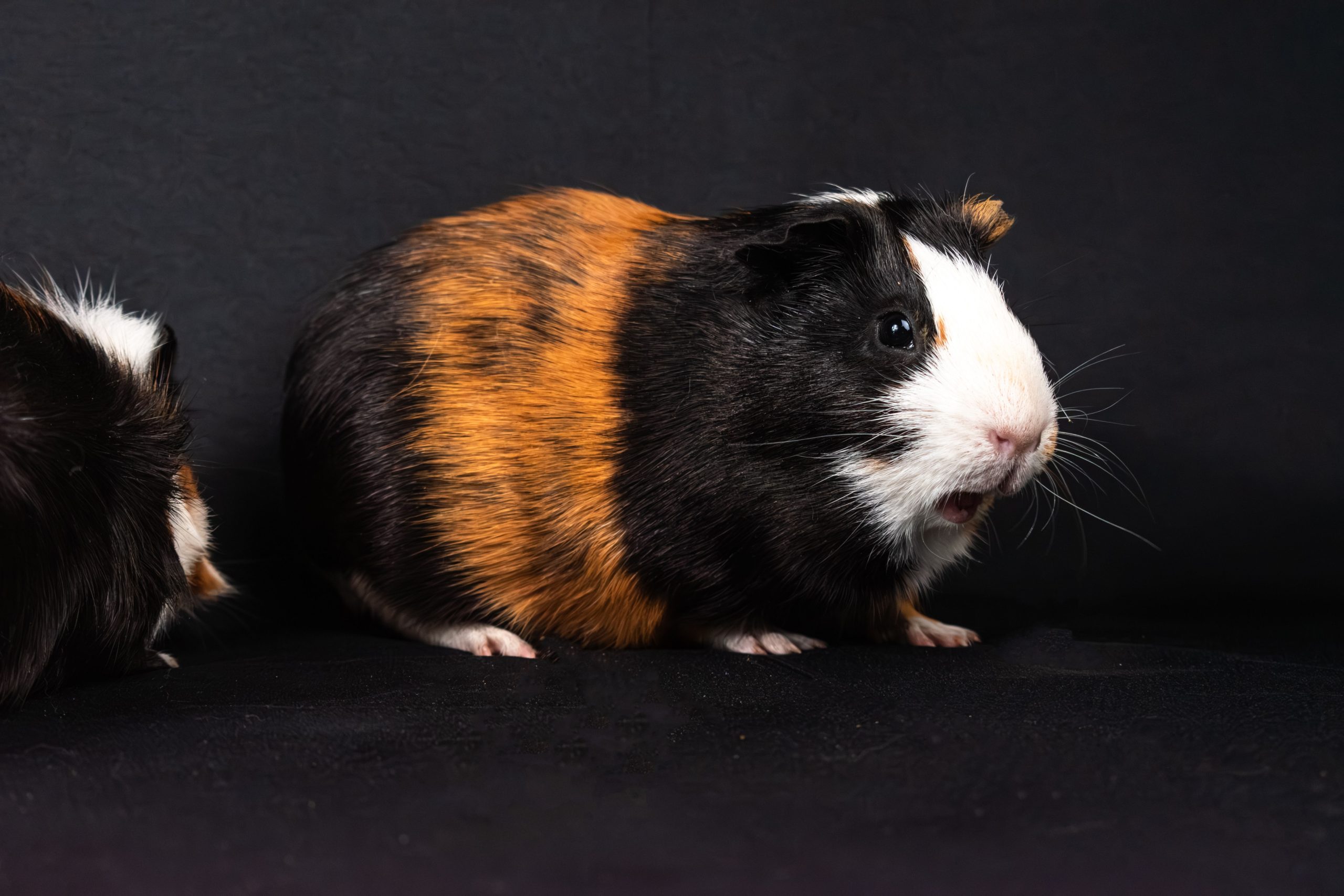 Comparatif hamster et cochon d'Inde