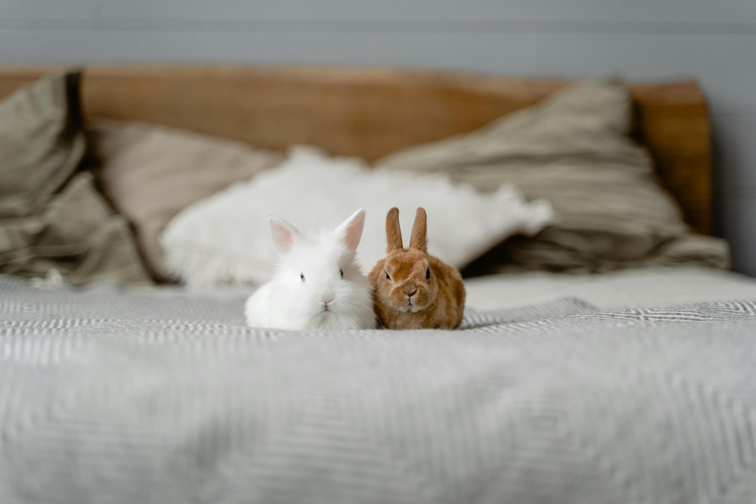 Comparatif lapin d'intérieur et lapin d'extérieur