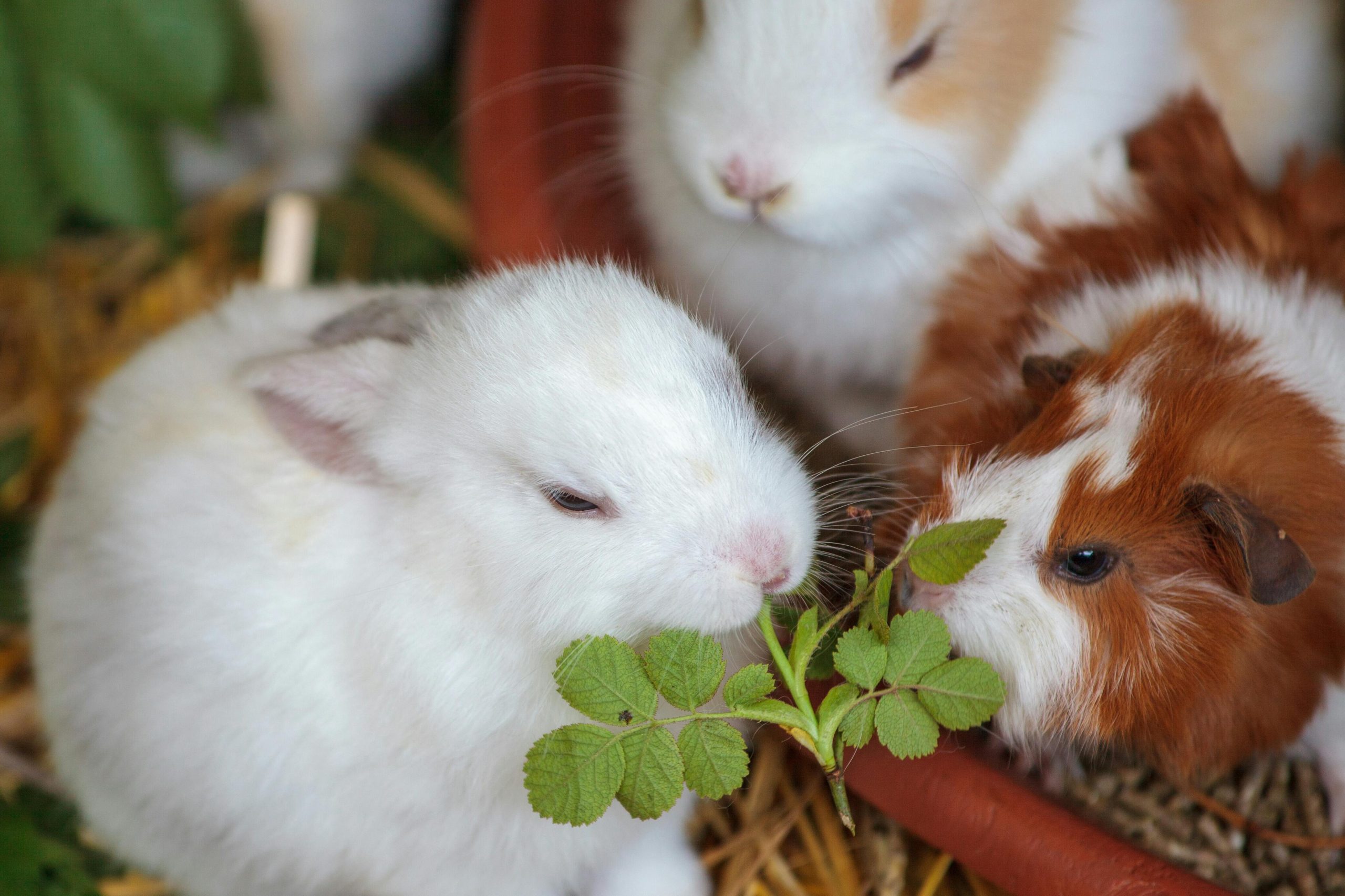 Comparatif lapin nain et cochon d'Inde