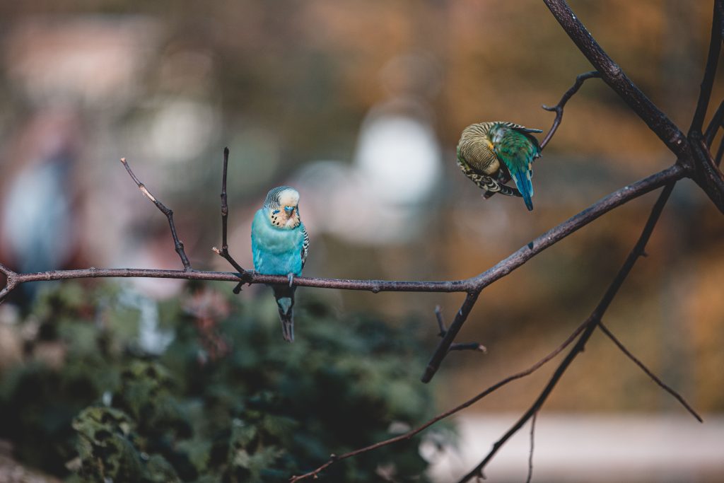 Comparatif perroquet et perruche