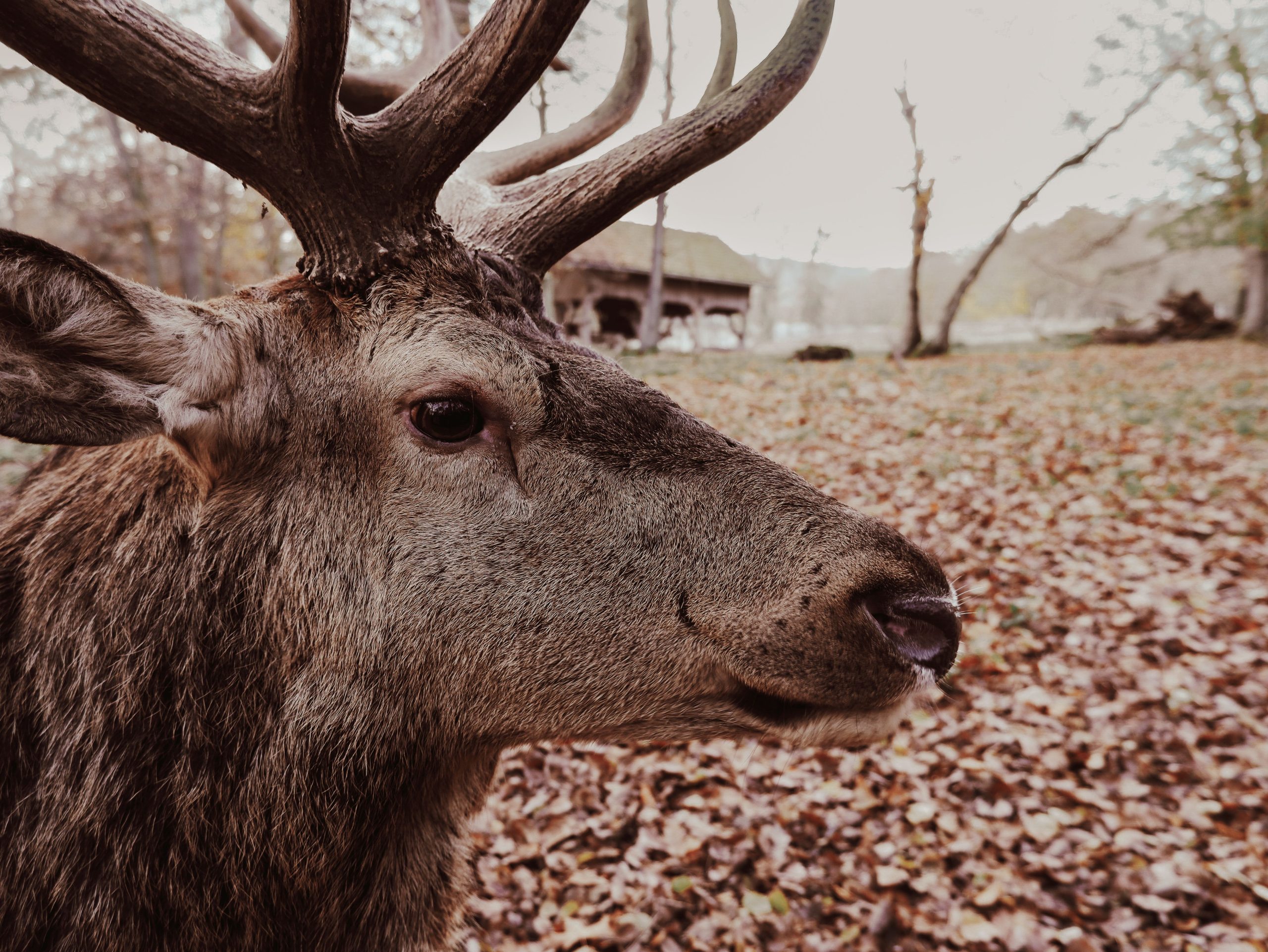 Documentaire animalier ou documentaire historique