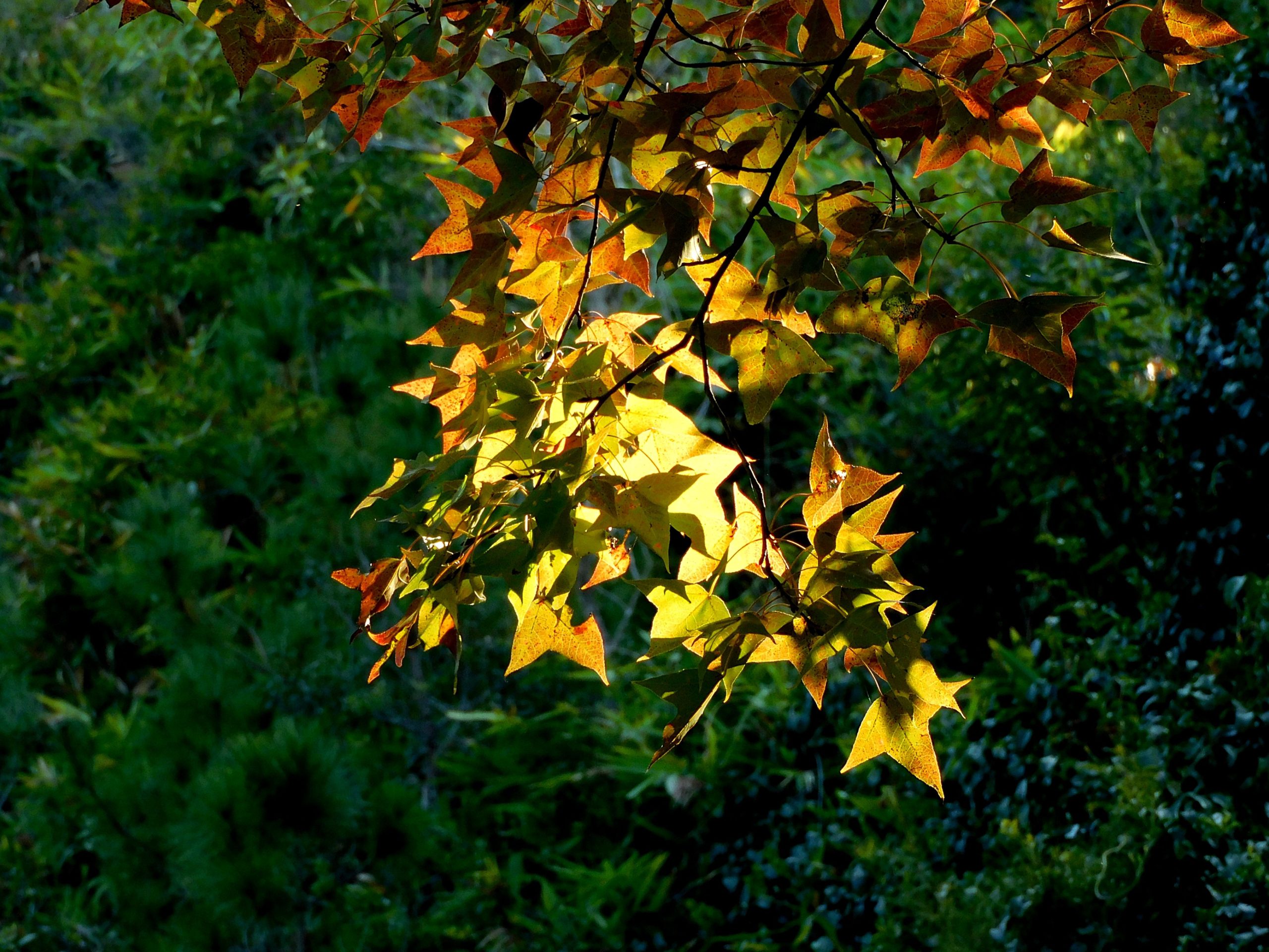 Érable japonais ou liquidambar pour l’automne