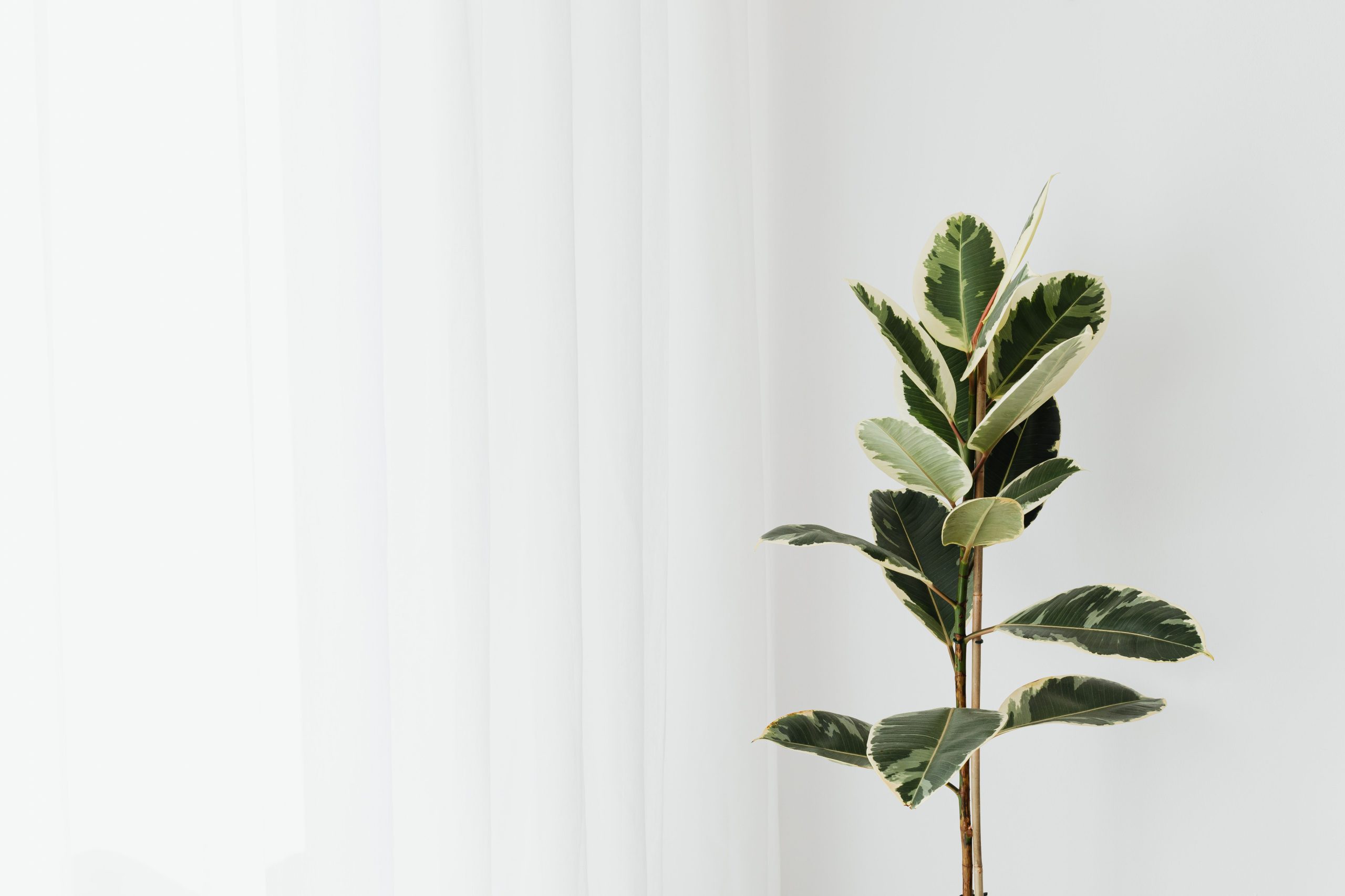 Ficus ou palmier d’intérieur