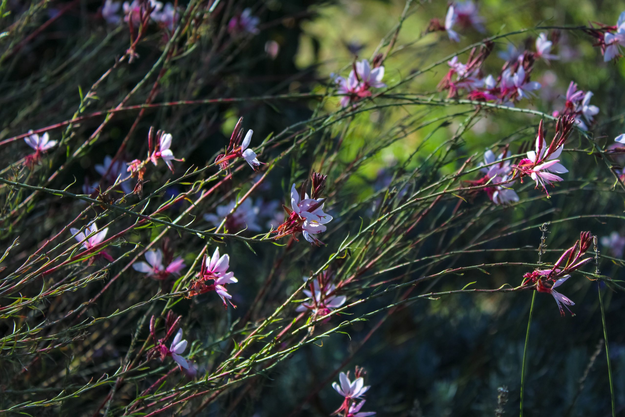 Gaura ou salvia en vivaces