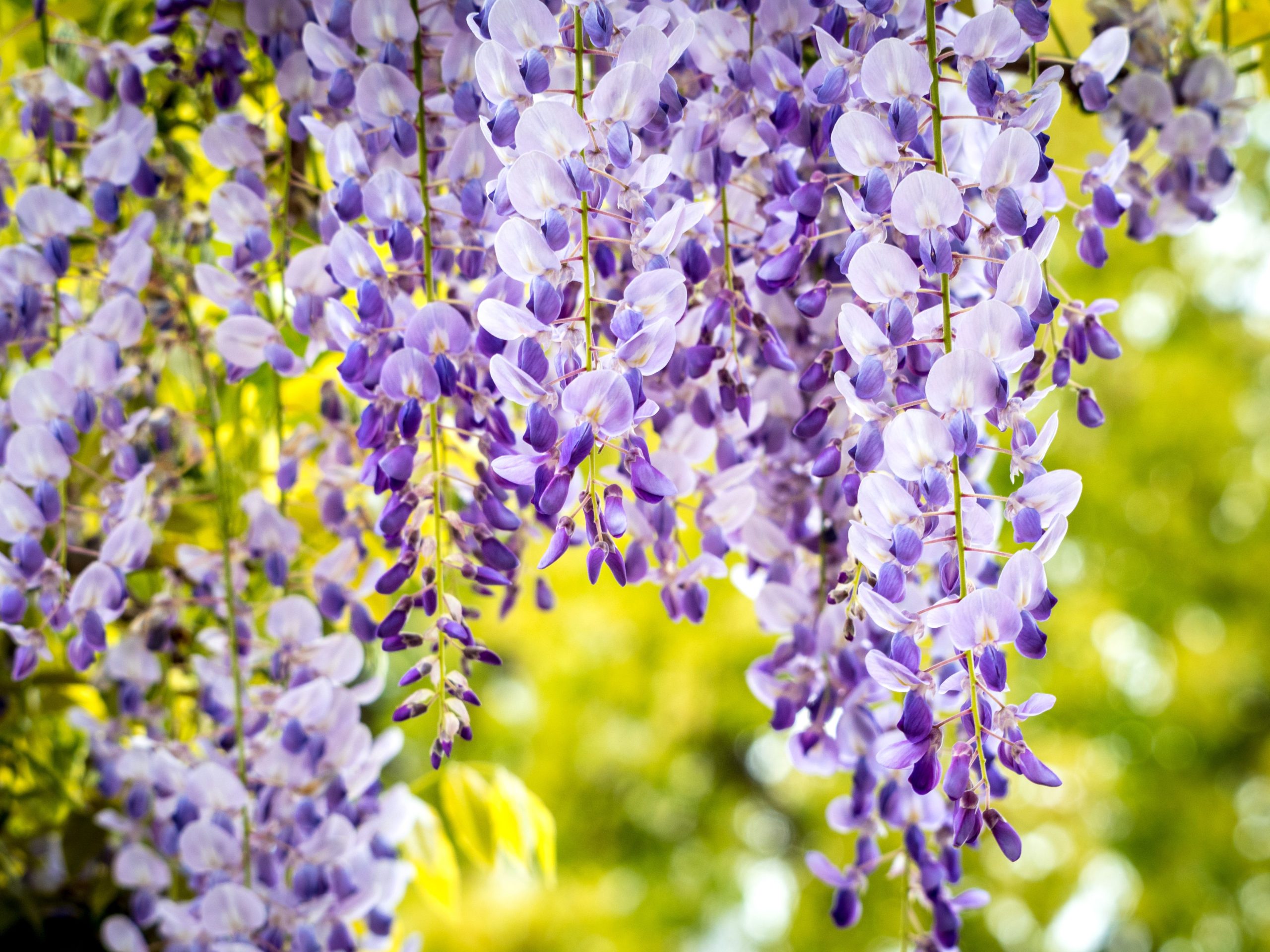 Glycine ou wisteria sinensis