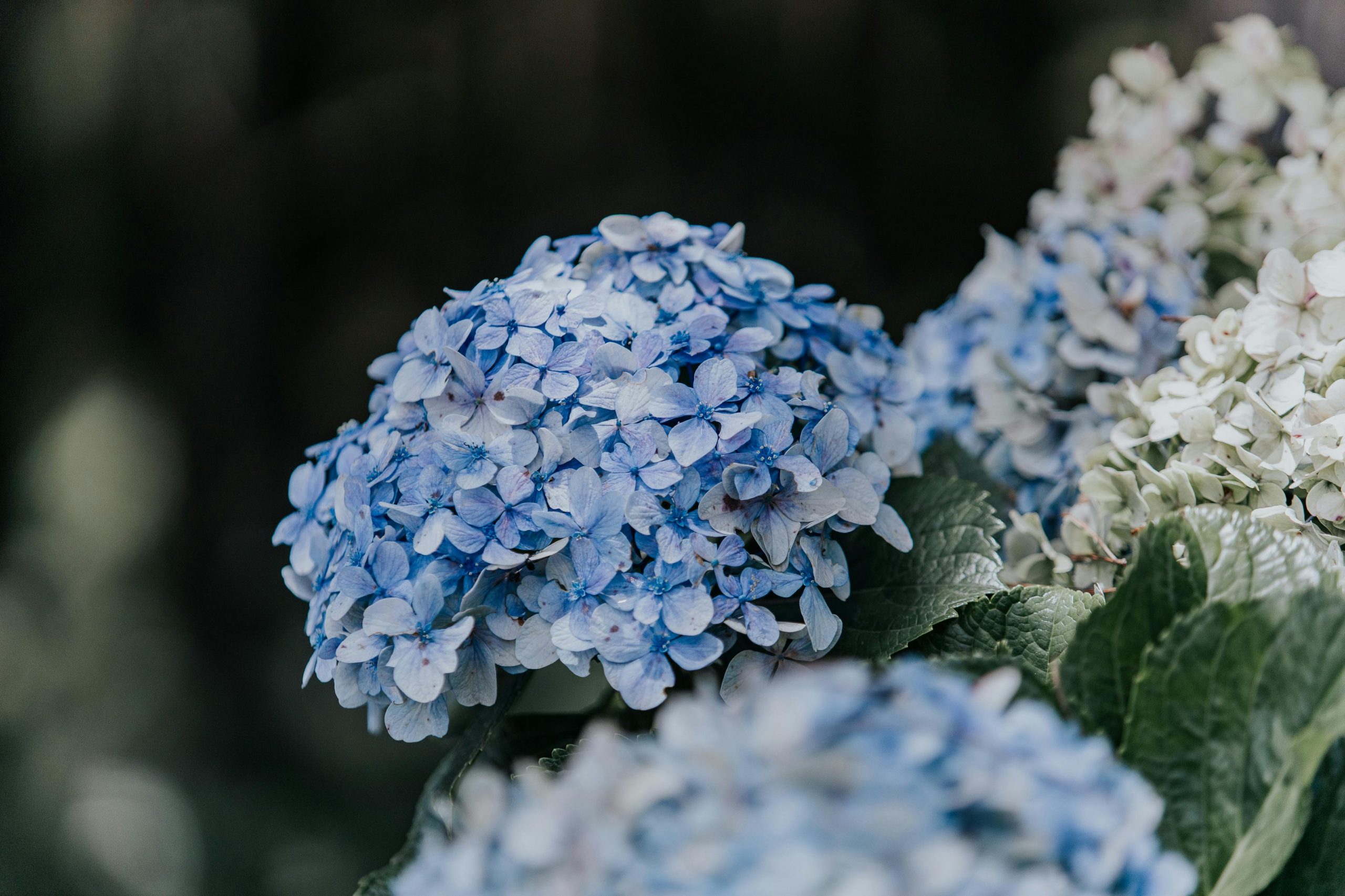 Hortensia bleu ou hortensia blanc