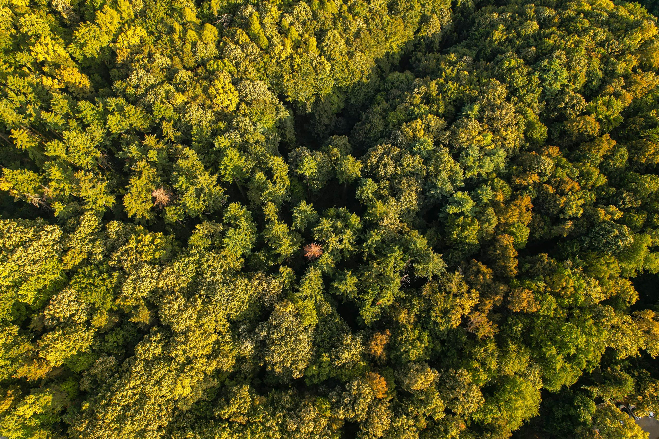 Investissement forestier ou vitivinicole