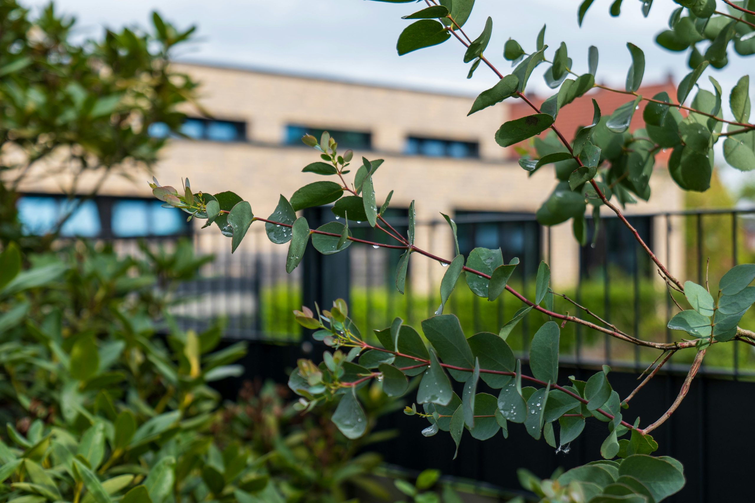 Jardin moderne contre jardin naturel