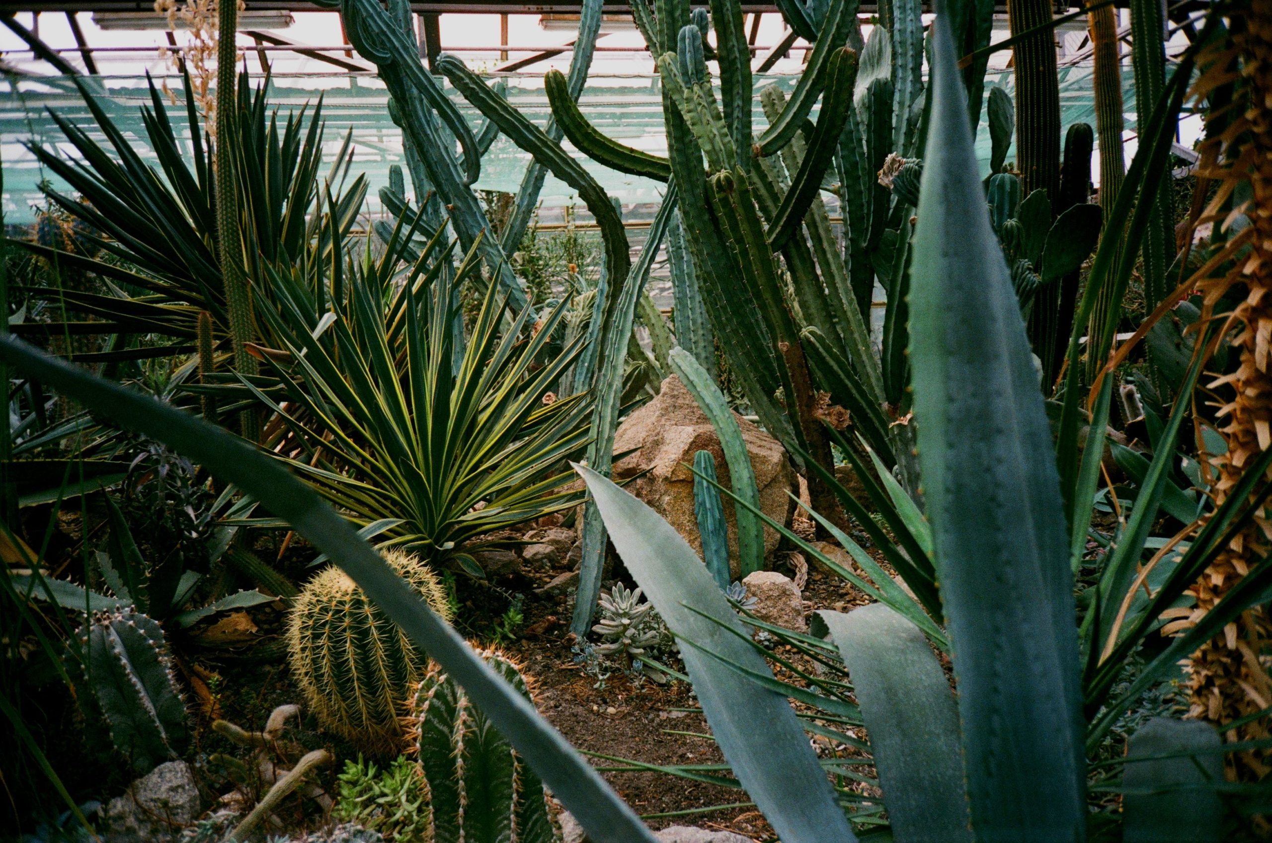 Jardin sec vs jardin fleuri